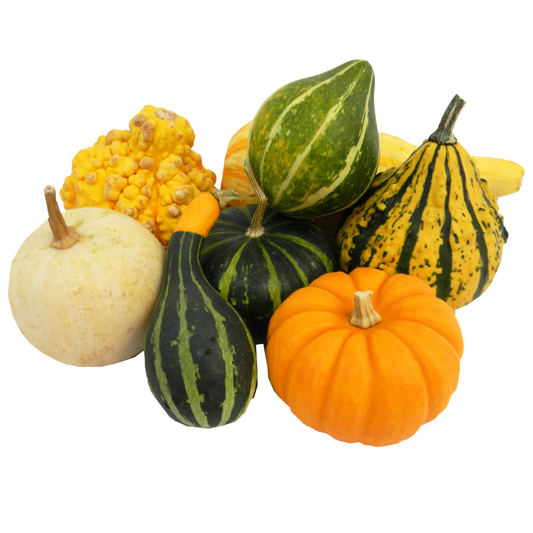 Mini Pumpkin or Gourd