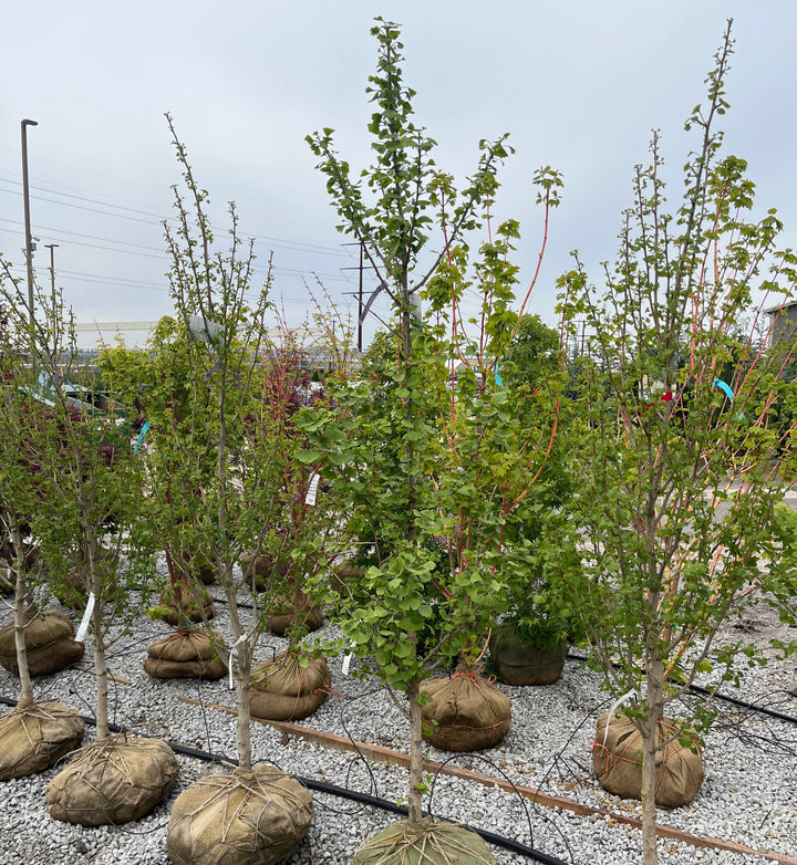 Elmwood Ginkgo - Ginkgo biloba 'Elmwood' - 6'-7' Foot Ball & Burlap Tree