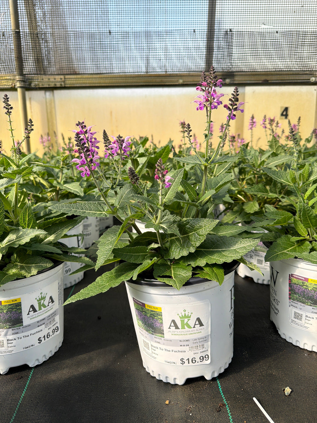 Salvia Sage Color Spires Back To The Fuchsia - 8" Potted Perennial