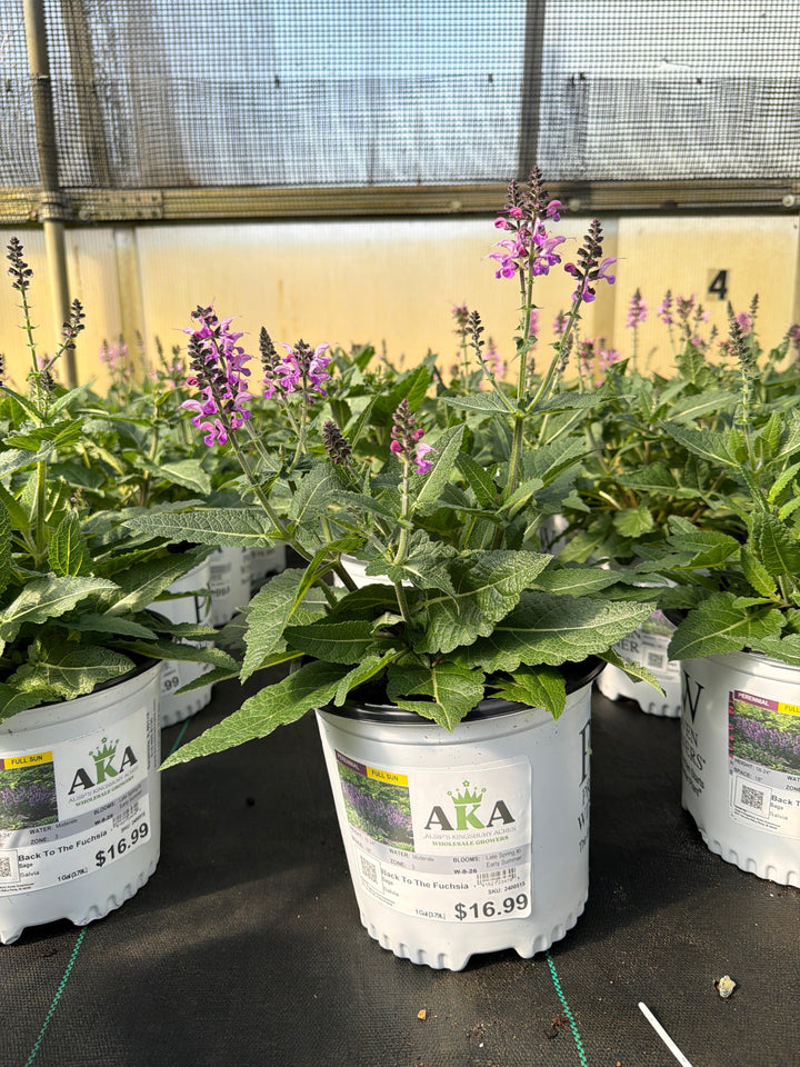 Salvia Sage Color Spires Back To The Fuchsia - 8" Potted Perennial