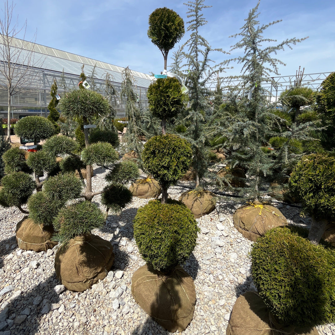 Emerald Green Arborvitae (Tiered Ball) - Thuja occidentalis 'Smaragd' - 4-5 Foot Ball & Burlap Topiary