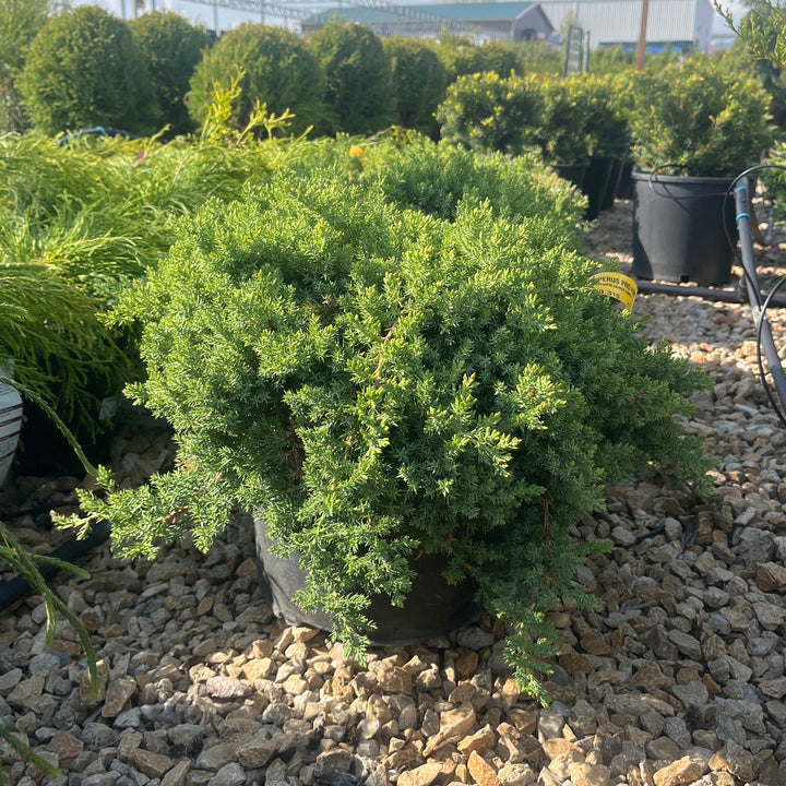 Dwarf Japanese Garden Juniper - Juniperus procumbens 'Nana' - 3 Gallon Potted Trailing Evergreen Shrub