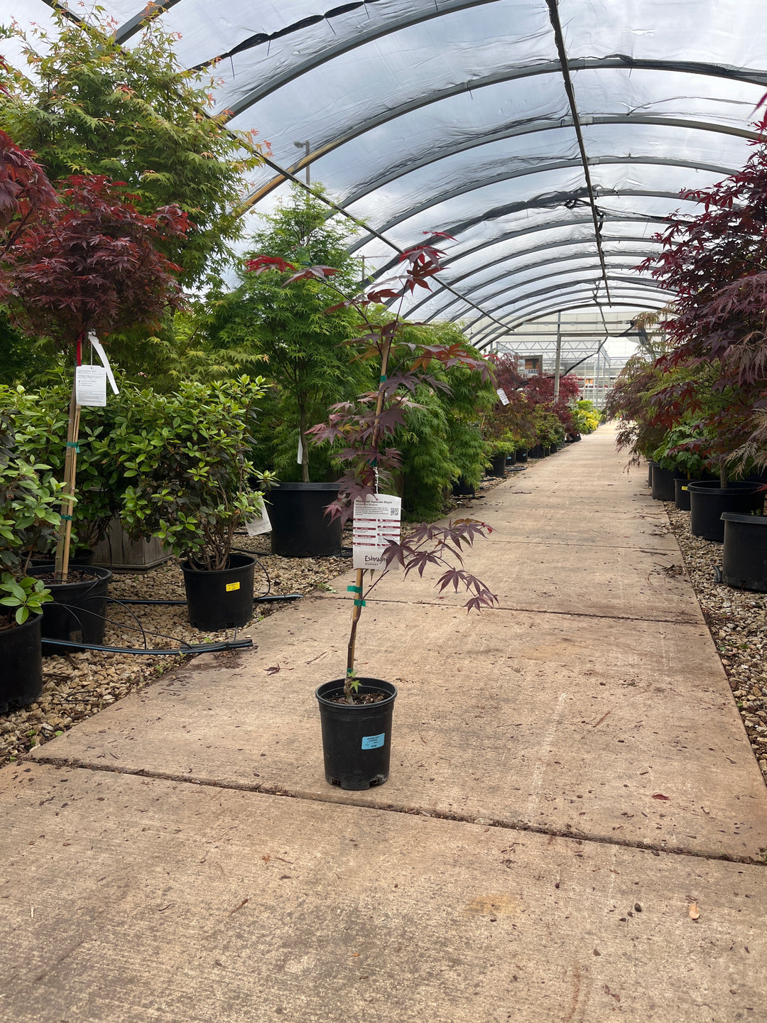 Bloodgood Japanese Maple - Acer palmatum - 1 Gallon Potted Tree