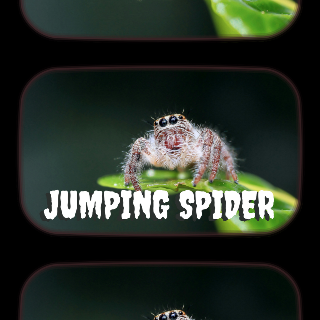 Creepy Crawly Critter Classes