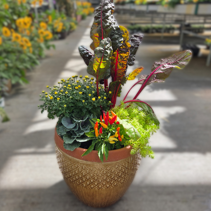 DIY Container - Fall Annual 5 Pack