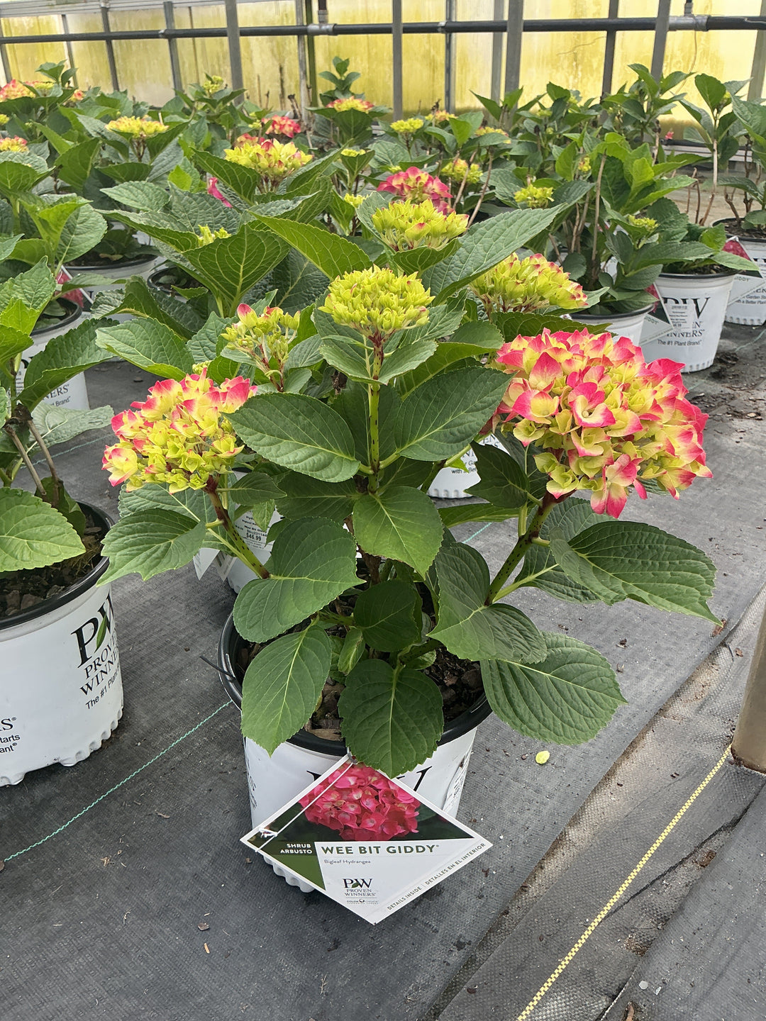 Hydrangea Macrophylla Wee Bit Giddy - 8" Pot