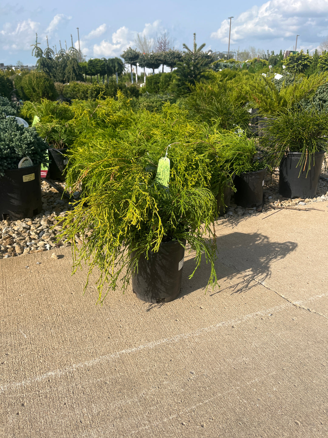Golden Mop Falsecypress - Chamaecyparis pisifera - 1# Shrub