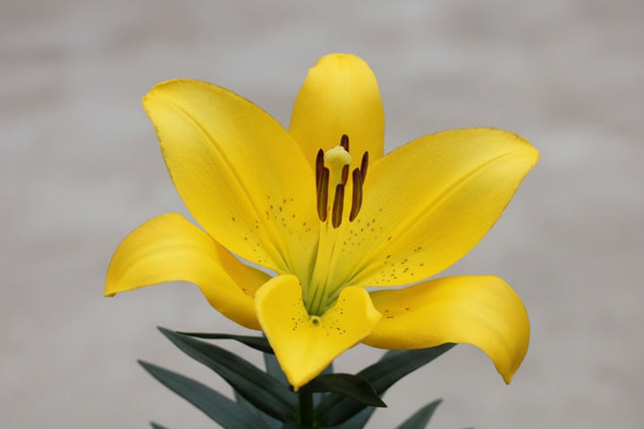 Lilium Lily La Summer Sun - 8" Potted Perennial