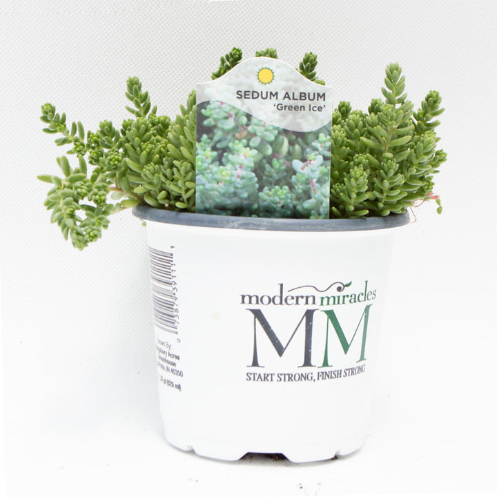 Sedum Album 'Green Ice' Succulent Plant, 4.33" Pot