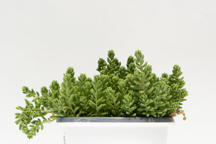 Sedum Album 'Green Ice' Succulent Plant, 4.33" Pot