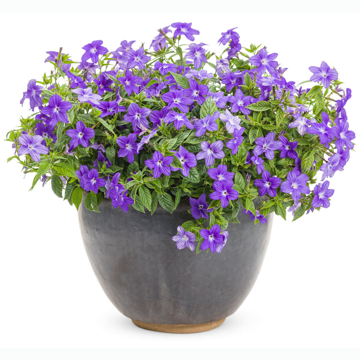 Browallia, Endless Illumination, Live Plant 4.33 in. Pot