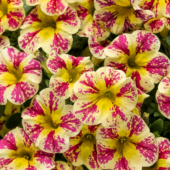 Calibrachoa hybrid, Superbells Holy Moly, Live Plant 4.33 in. Pot