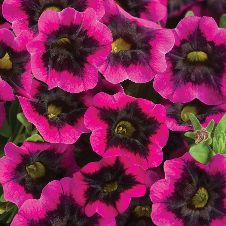 Calibrachoa hybrid, Superbells Blackcurrant Punch, Live Plant 4.33 in. Pot