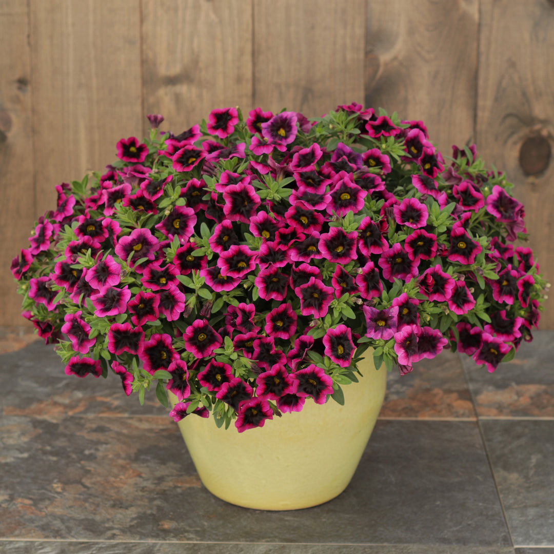 Calibrachoa hybrid, Superbells Blackcurrant Punch, Live Plant 4.33 in. Pot