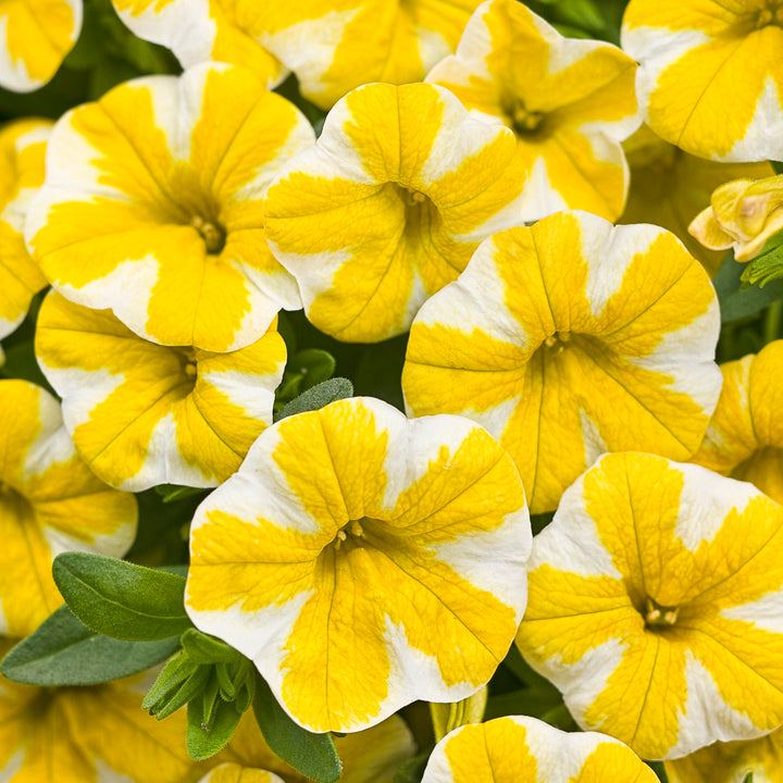 Calibrachoa hybrid, Superbells Lemon Slice, Live Plant 4.33 in. Pot