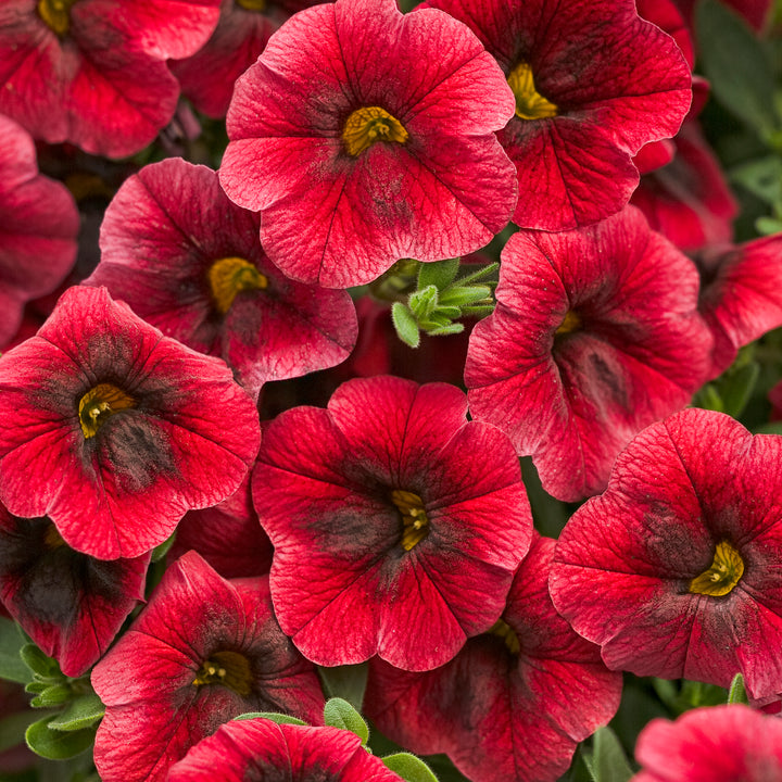 Calibrachoa hybrid, Superbells Pomegranate Punch, Live Plant 4.33 in. Pot