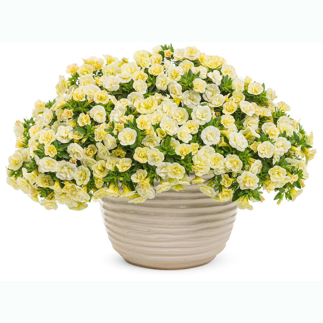 Calibrachoa hybrid, Superbells Double Chiffon, Live Plant 4.33 in. Pot