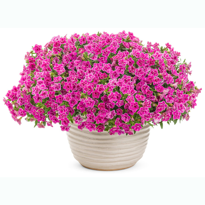 Calibrachoa hybrid, Superbells Doublette Love Swept, Live Plant 4.33 in. Pot