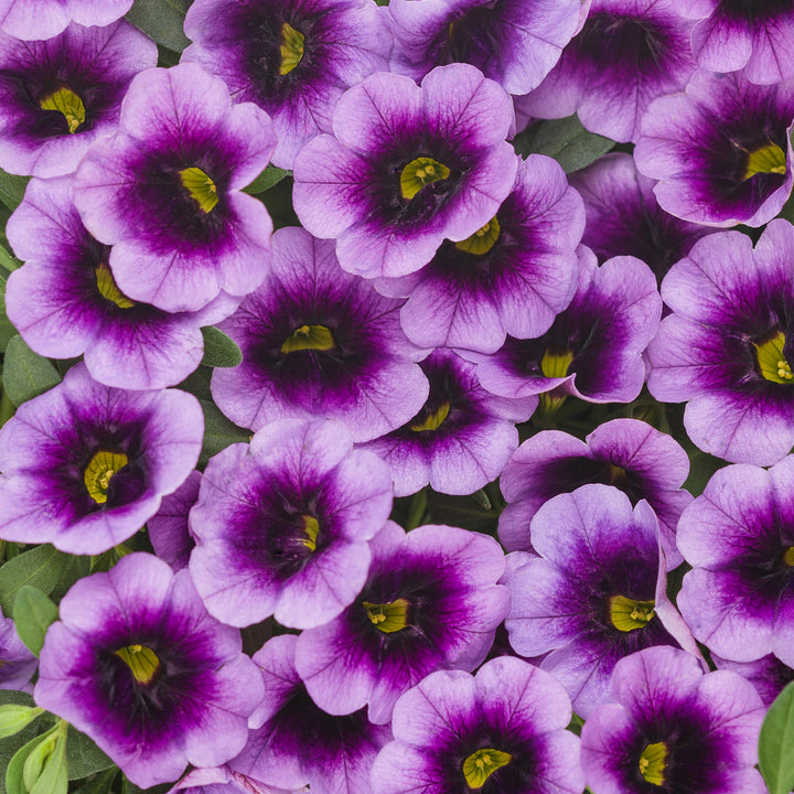 Calibrachoa hybrid, Superbells Blue Moon Punch, Live Plant 4.33 in. Pot