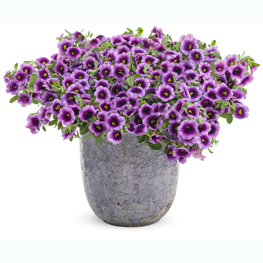 Calibrachoa hybrid, Superbells Blue Moon Punch, Live Plant 4.33 in. Pot