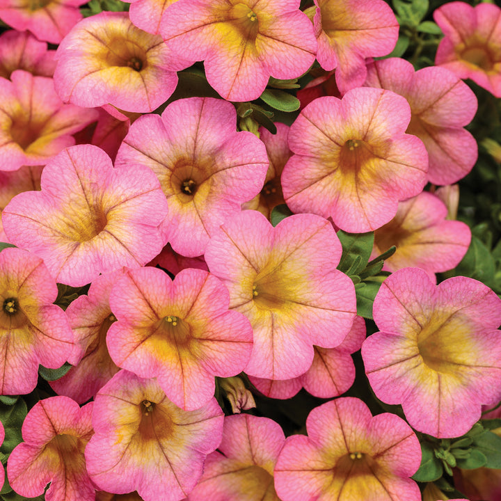 Calibrachoa hybrid, Superbells Honeyberry, Live Plant 4.33 in. Pot