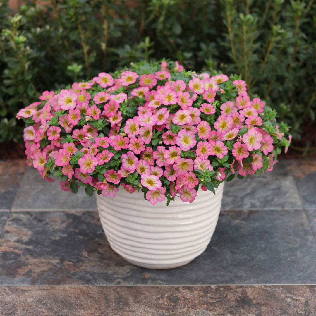 Calibrachoa hybrid, Superbells Honeyberry, Live Plant 4.33 in. Pot