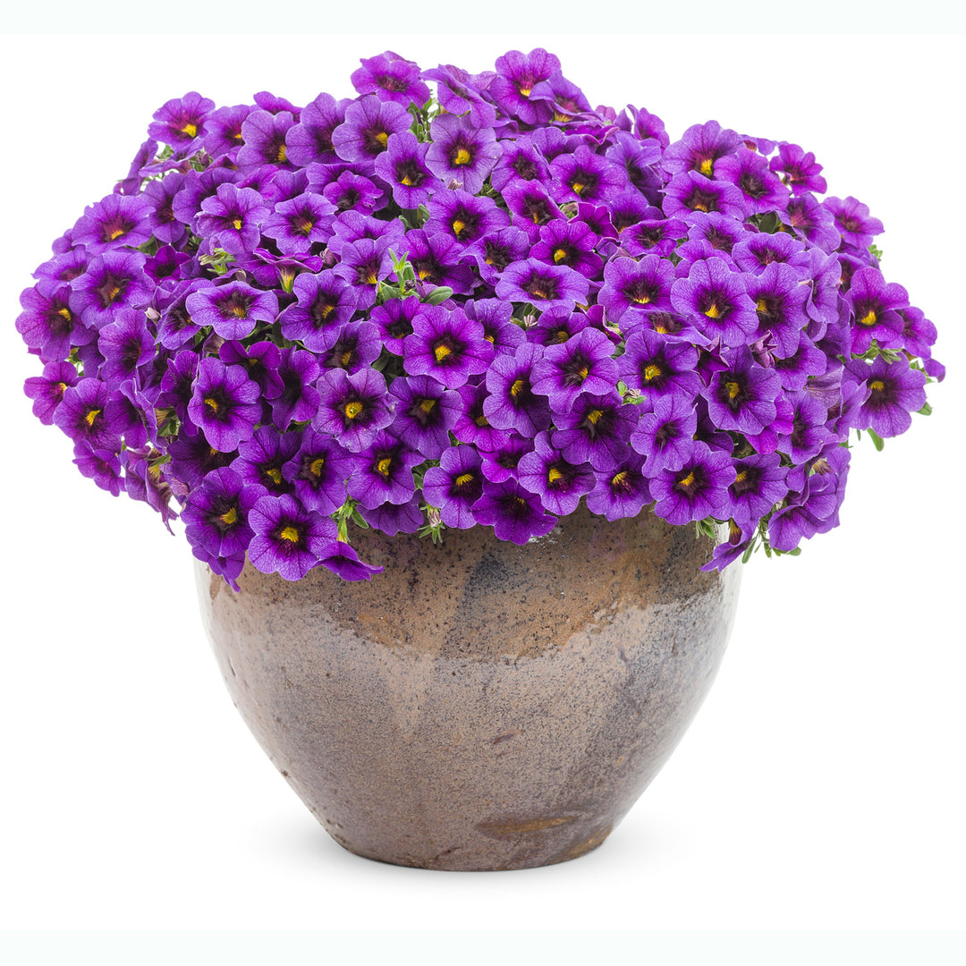 Calibrachoa hybrid, Superbells Grape Punch, Live Plant 4.33 in. Pot