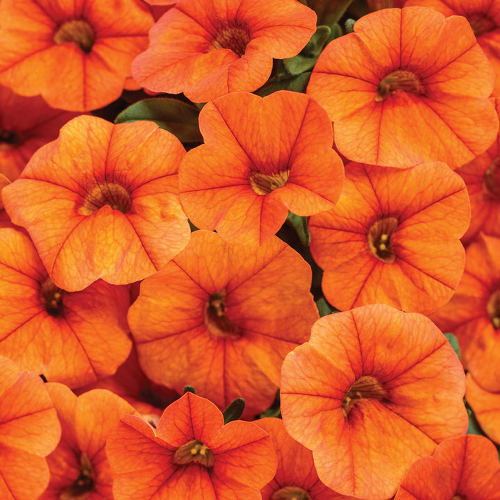 Calibrachoa hybrid, Superbells Dreamsicle, Live Plant 4.33 in. Pot