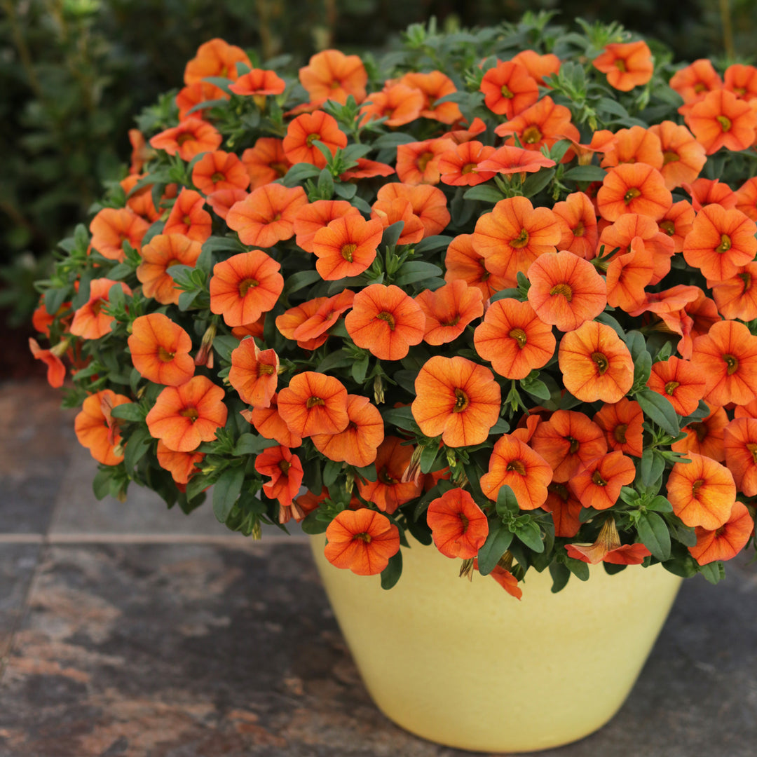 Calibrachoa hybrid, Superbells Dreamsicle, Live Plant 4.33 in. Pot