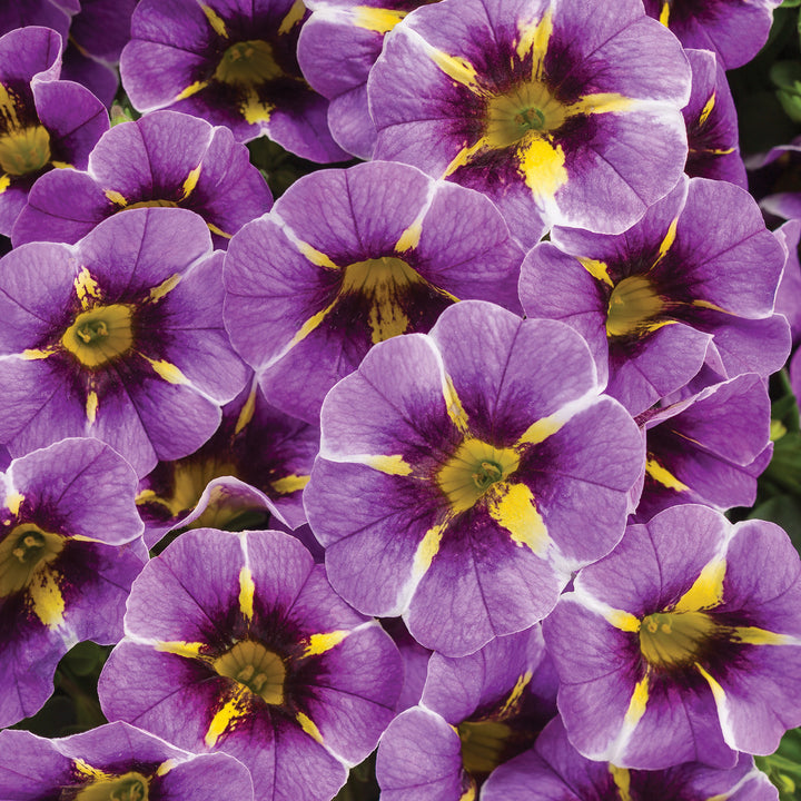 Calibrachoa hybrid, Superbells Evening Star, Live Plant 4.33 in. Pot