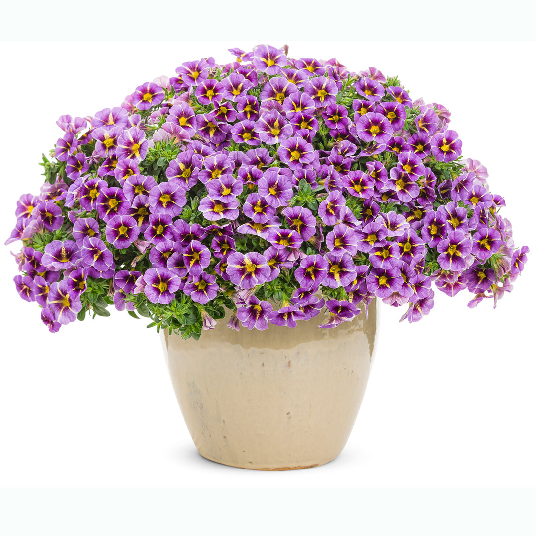 Calibrachoa hybrid, Superbells Evening Star, Live Plant 4.33 in. Pot