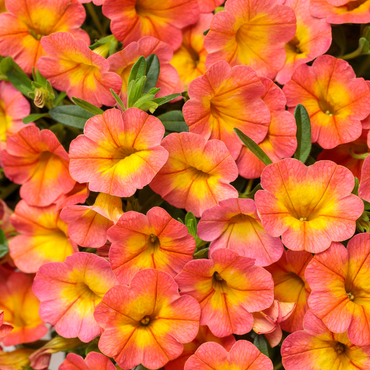 Calibrachoa hybrid, Superbells Coral Sun, Live Plant 4.33 in. Pot