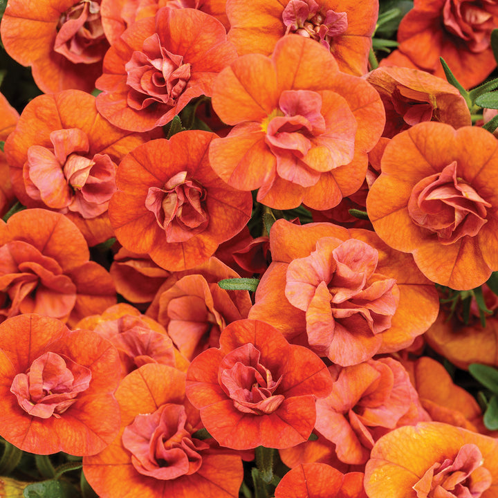 Calibrachoa hybrid, Superbells Double Orange, Live Plant 4.33 in. Pot