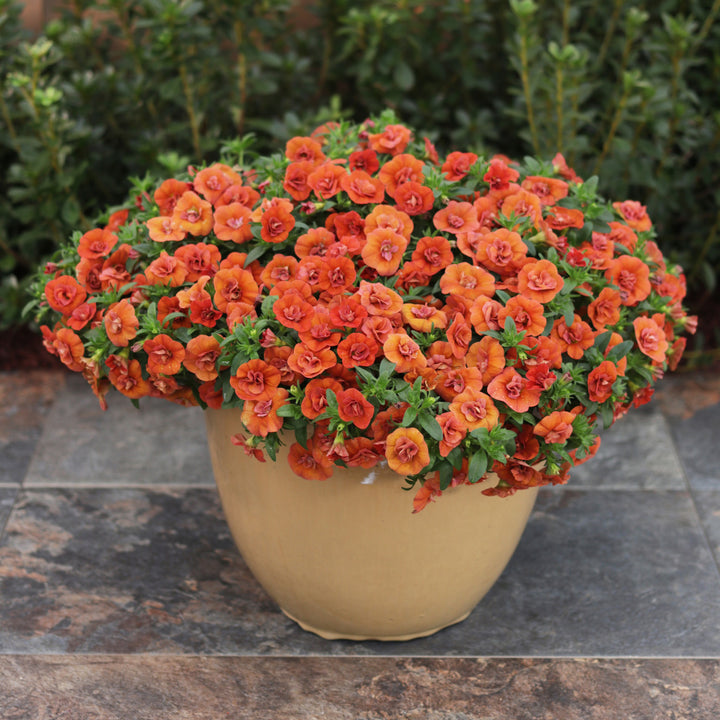 Calibrachoa hybrid, Superbells Double Orange, Live Plant 4.33 in. Pot