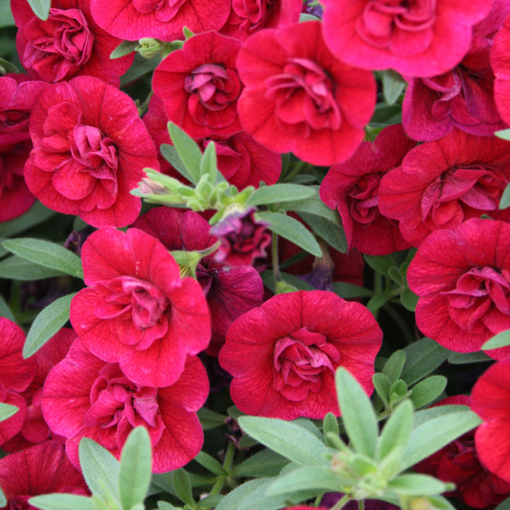 Calibrachoa hybrid, Superbells Double Ruby, Live Plant 4.33 in. Pot