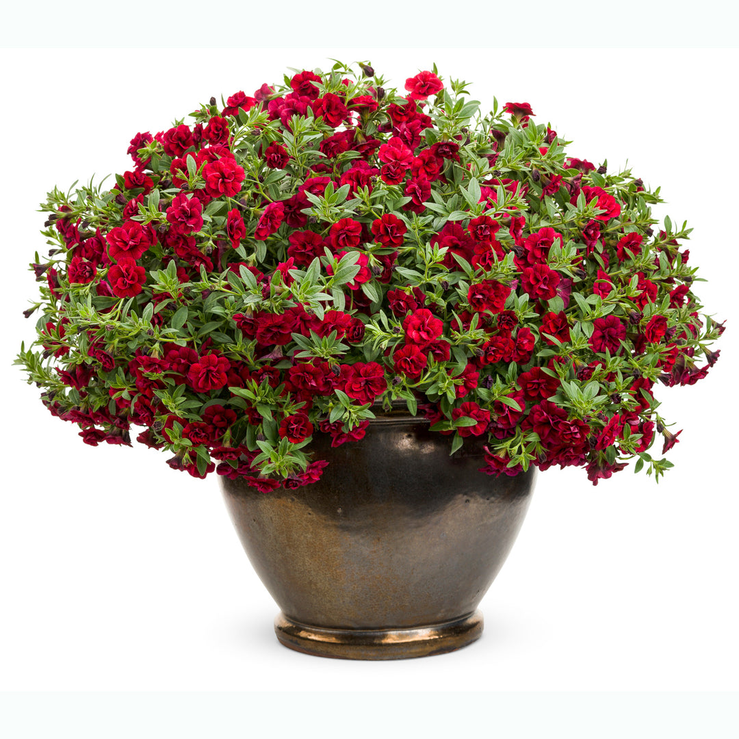 Calibrachoa hybrid, Superbells Double Ruby, Live Plant 4.33 in. Pot