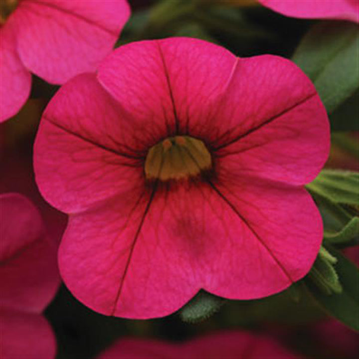 Calibrachoa Cabaret, Rose Hot, Live Plant 4.33"