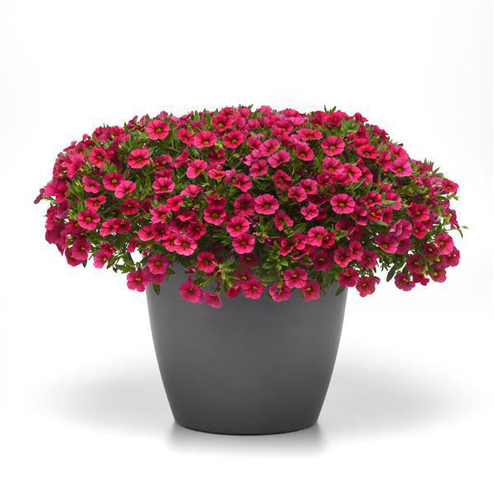 Calibrachoa Cabaret, Rose Hot, Live Plant 4.33"