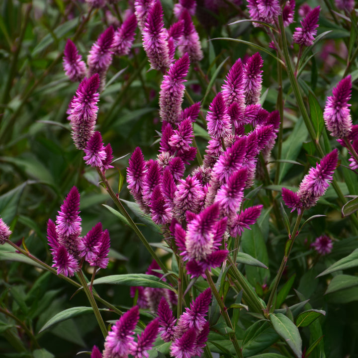 Intenz™ Classic Celosia Live Plant in 4.33″ Pot