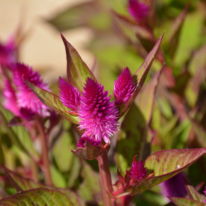 Intenz™ Classic Celosia Live Plant in 4.33″ Pot