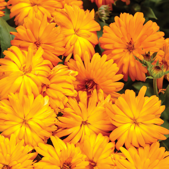 Calendula, Lady Godiva Orange, Live Plant 4.33 in. Pot