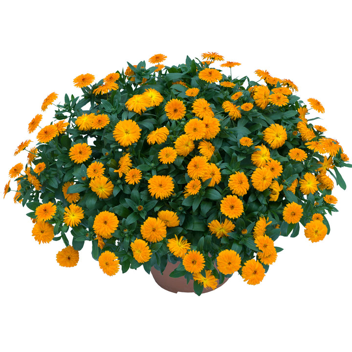 Calendula, Lady Godiva Orange, Live Plant 4.33 in. Pot