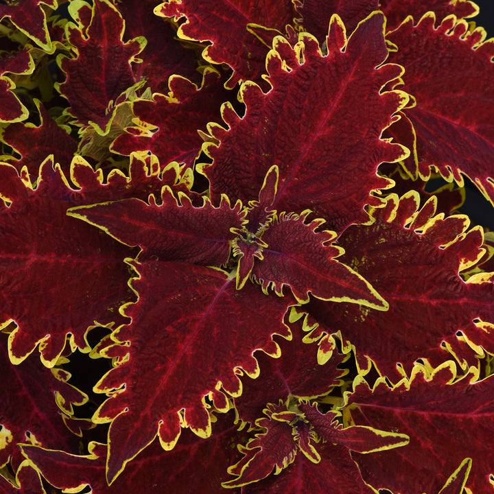 Coleus, Vulcan, Live Plant 4.33" Pot