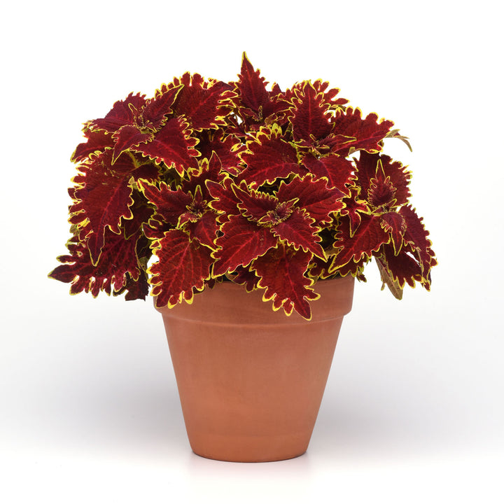 Coleus, Vulcan, Live Plant 4.33" Pot