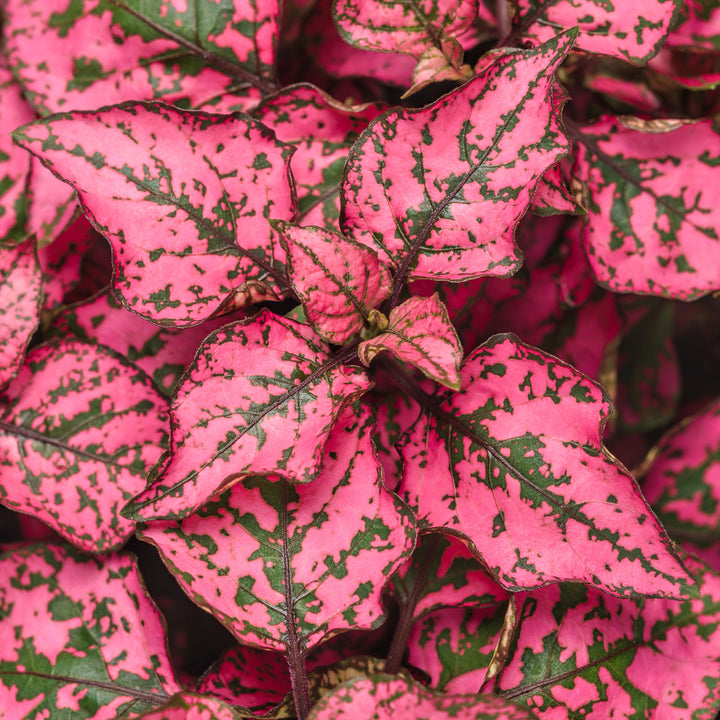 Hypoestes, Hippo Rose, Live Plant 4.33 in. Pot