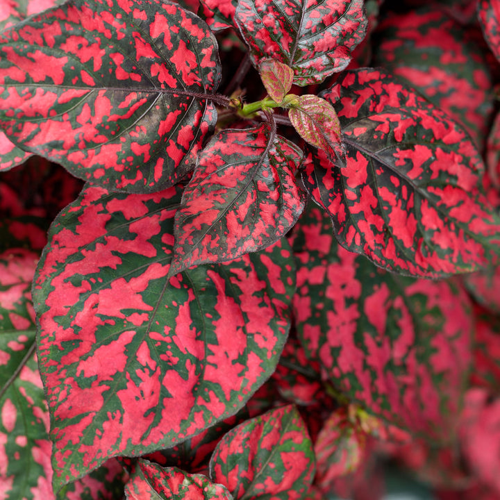 Hypoestes, Hippo Red, Live Plant 4.33 in. Pot