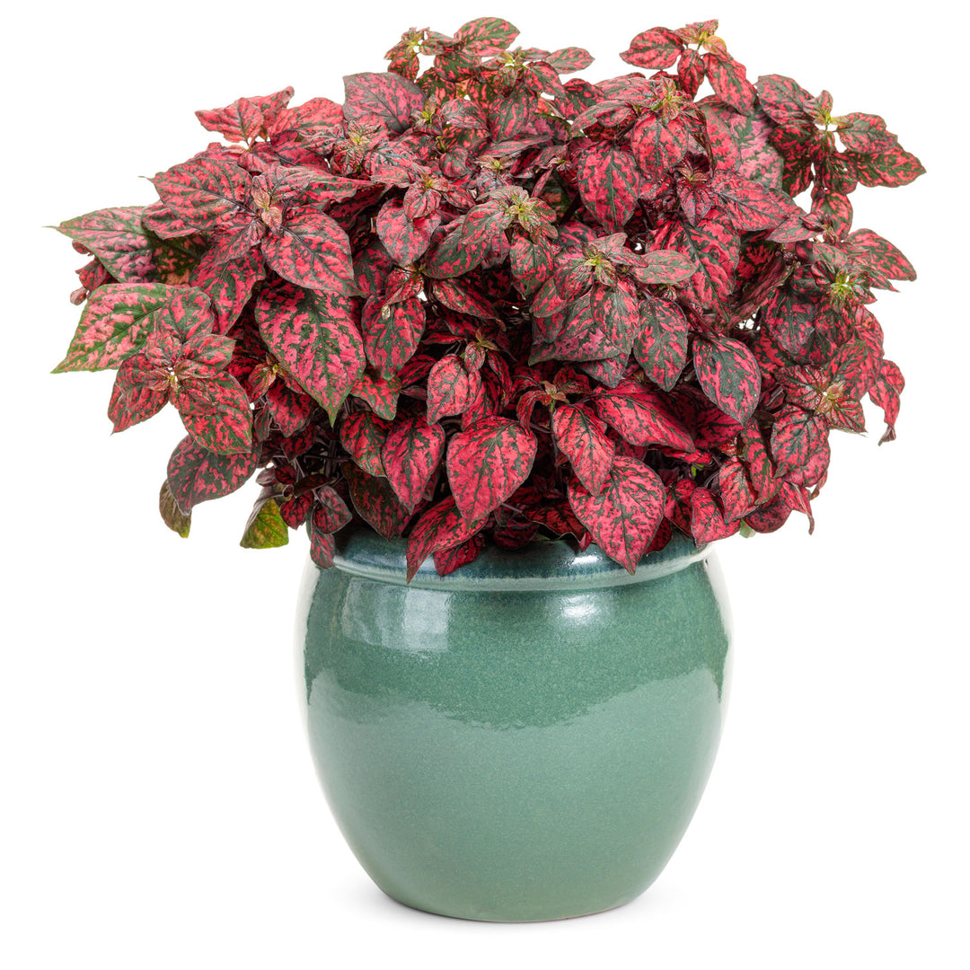 Hypoestes, Hippo Red, Live Plant 4.33 in. Pot