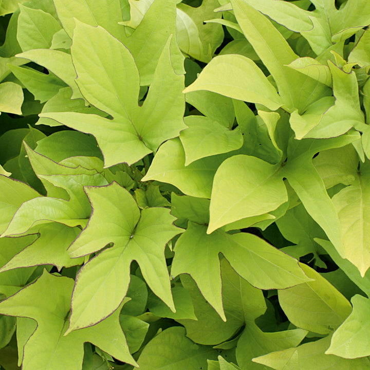 Ipomoea, Sweet Potato Vine, Sweet Caroline Sweetheart Light Green, Live Plant 4.33 in. Pot