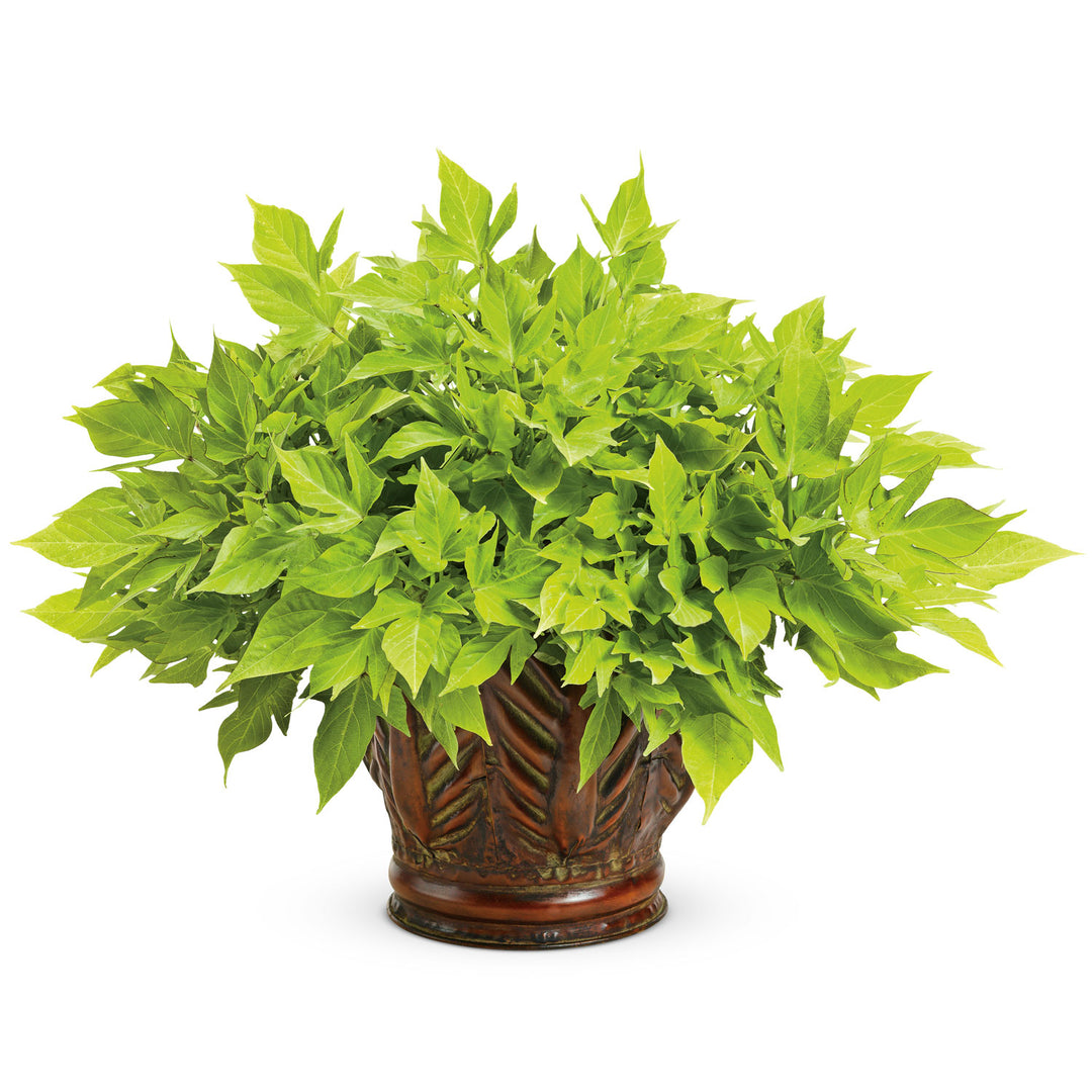 Ipomoea, Sweet Potato Vine, Sweet Caroline Sweetheart Light Green, Live Plant 4.33 in. Pot