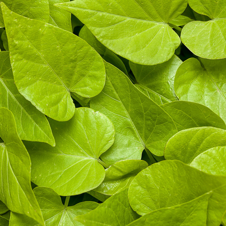 Ipomoea, Sweet Potato Vine, Sweet Caroline Sweetheart Lime, Live Plant 4.33 in. Pot